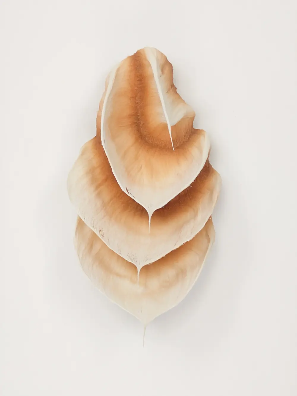 Breath of Ambra